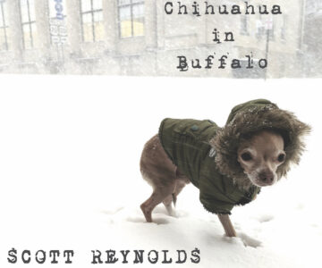 SPOTLIGHT: Chihuahua in Buffalo