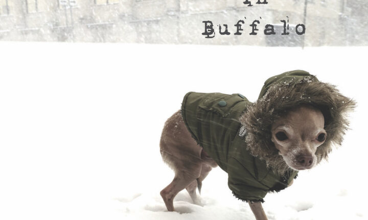 SPOTLIGHT: Chihuahua in Buffalo